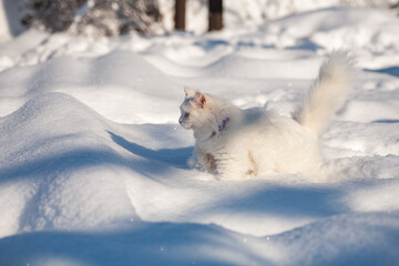 Fototapeta premium cat in snow on a foggy winter morning