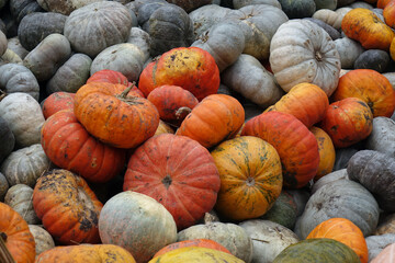 pumpkin fair before on Halloween eve
