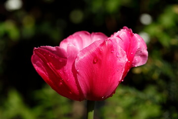 Rosa blühendeTulpe (Tulipa), Deutschland, Europa