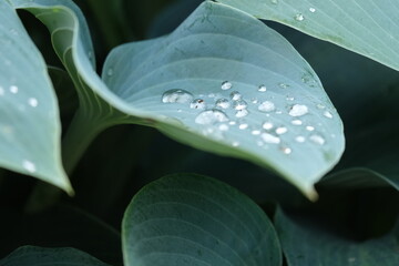 lotus effect of raindrops on a leaf