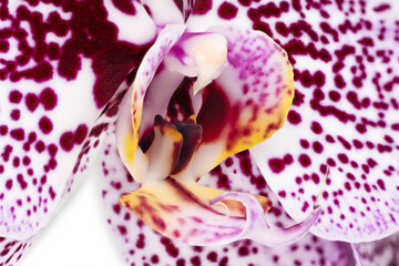 Orchidee Nahaufnahme