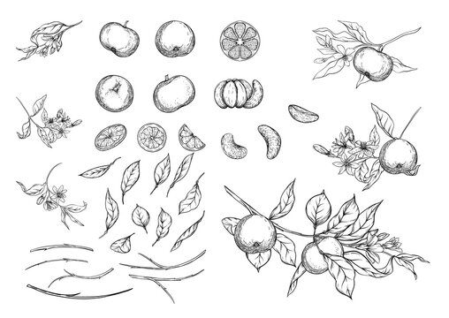 Mandarin, tangerine tree branch with fruits, flowers and leaves. Element for design. Graphic drawing, engraving style. Vector illustration. Isolated on white background..
