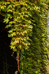 Fototapeta premium Parthenocissus tricuspidata 'Veitchii' or Boston ivy, grape ivy, Japanese ivy, or Japanese liana. Close-up. Colorful grape ivy leaves on wall of two-story bunk house. Decorating building.