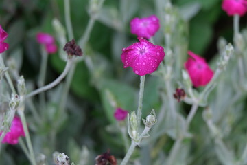 closeup of rose campion flowers with raindrops