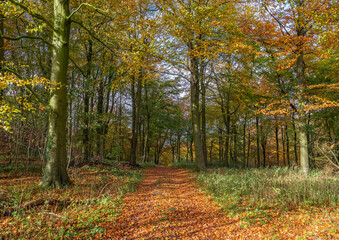 Woodland track in the fall