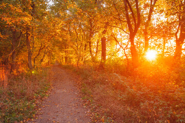 Autumn forest road leaves view. Autumn leaves ground. Autumn forest road landscape. Autumn leaves road view