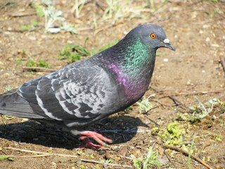 small dark-gray bird pigeon with glitter on feathers sits on dry
