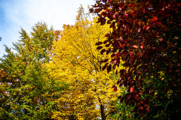 Fototapeta premium Bright autumn leaves in the natural environment. Fall trees, yellow orange nature background