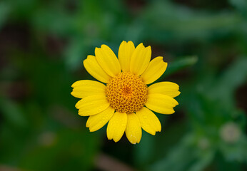 Close up photo of beautiful yellow Corn Marigold. Photo taken in Co Louth. Ireland.