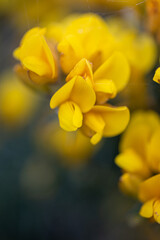 Whether you know it as Gorse, Furze or Whin, this must be our most remarkable native shrub. Throughout the year, the rich yellow peaflowers seem to light up the Irish landscape