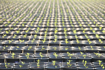 Fototapeta premium Row of young organic salad crop planting in the pot inside greenhouse nursery for agricultural use purpose