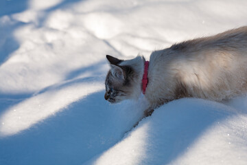 cat in snow on a foggy winter morning