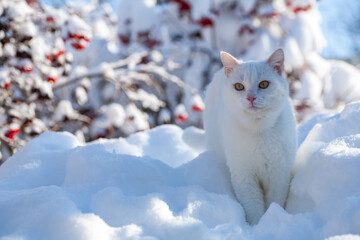 cat in snow on a foggy winter morning