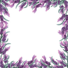 Fototapeta na wymiar Lavender flowers frame. Watercolor hand drawn background. lavender illustration.