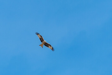 Red Kite (Milvus milvus) against blue sky