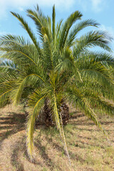 Fototapeta premium palm tree puglia italy