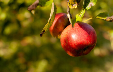 Fresh domestic Apple fruits on green blurred summer background with copy space. Malus domestica.