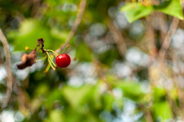 The last Cherry fruit on the tree on the floral blurred background. Prunus cerasus.