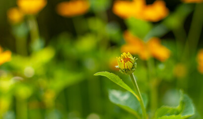 Young blooming yellow Coneflower bud on green meadow background with copy space. Rudbeckia.