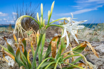 sky with grass and Sea daffodil flower.