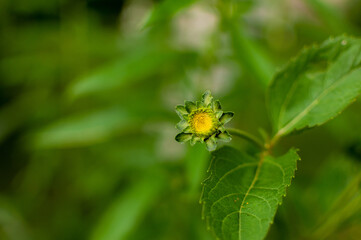 Young blooming Coneflower bud on green blurred background with copy space. Rudbeckia.