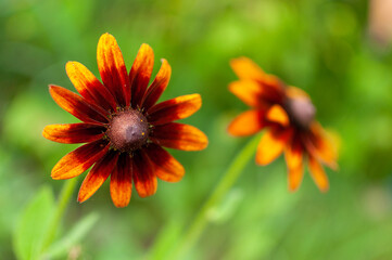 Orange-red blooming Coneflowers on blurred green background. Rudbeckia.