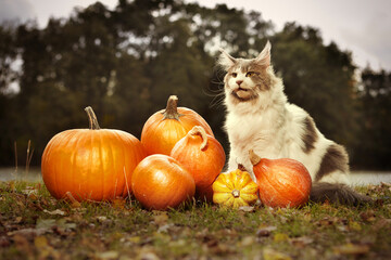 Maine coon cat female posing outdoor in autumn time with pumpkins