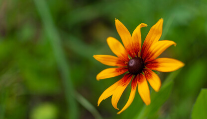 Yellow-orange blooming Coneflower on blurred green background. Rudbeckia.