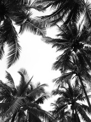 black and white coconut palm tree Silhouette
