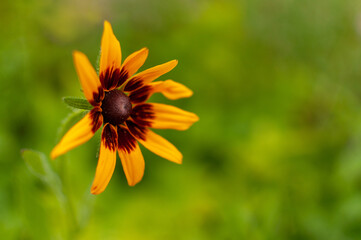 Yellow-brown blooming Coneflower on blurred green background with copy space. Rudbeckia.