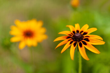 Yellow-brown blooming Coneflower on blurred summer meadow background. Rudbeckia.