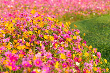 Flowers Cosmos in the meadow background. soft and select focus
