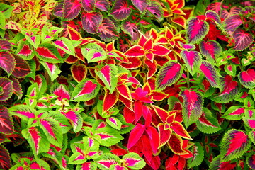 赤と緑の葉っぱ