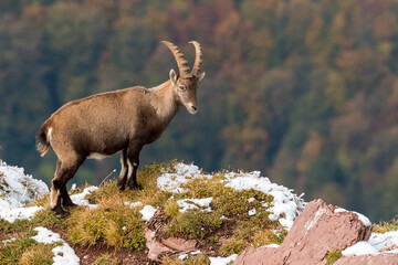 beautiful male ibex overlooking autumn forest in Chablais Valaisan
