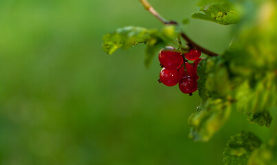 Fresh Red Currant fruits on the branch on a blurred green background with space for text. Ribes rubrum.