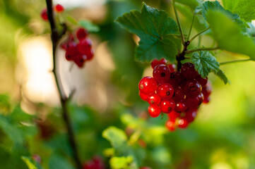 Fresh Red Currant fruits on the branch on a floral summer background. Ribes rubrum.