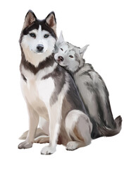 Two fluffy husky dogs sit together