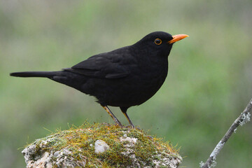 Male Common Blackbird (Turdus merula) in Sierra Morena (Spain)