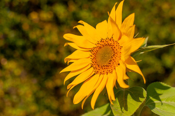 Young yellow sunflower on a blurred autumn background. Helianthus.