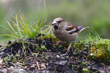 Female Hawfinch (Coccothraustes coccothraustes) in Sierra Morena (Spain)