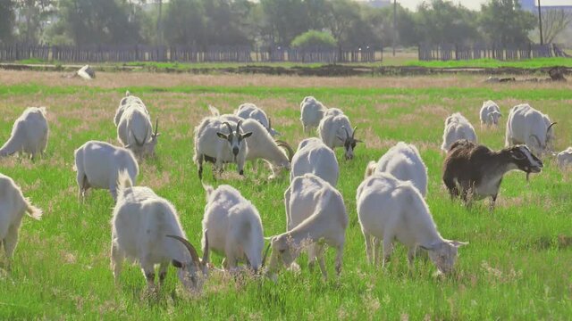 A herd of goats eats raba in the field. Goats on the field on a summer evening.