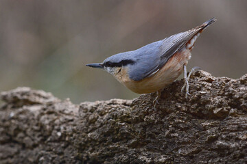 Eurasian Nuthatch (Sitta europaea) in Sierra Morena (Spain)