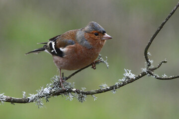 Male Common Chaffinch (Fringilla coelebs) in Sierra Morena (Spain)