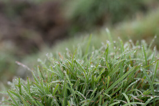 Macro photography of green grass in the dew.