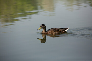 Beautiful brown duck swimming on the calm green surface of a lake