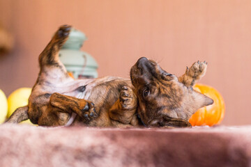 Funny brindle dachshund puppy laying around