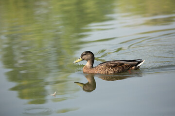 Fototapeta premium Beautiful brown duck swimming on the calm green surface of a lake with tree reflections