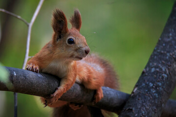Wild nature from Voronezh