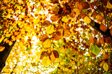 Autumn Leaves Trees Yellow background