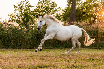 Obraz na płótnie Canvas Beautiful running white Andalusian horse 